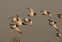 David Plant Photography - Wildlife Photographer - Oystercatcher flock - F